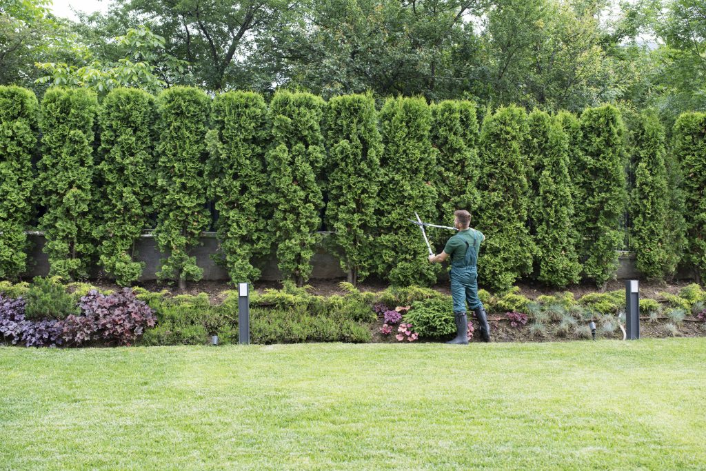 Professional Gardener Trimming Hedge.