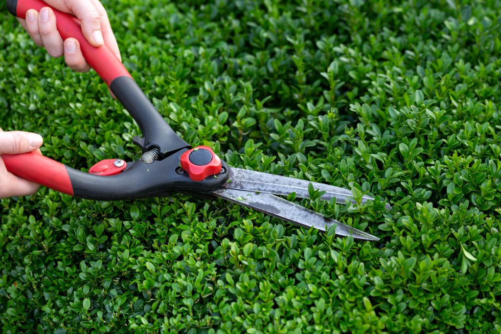 Box bush, hedge trimming, prunning with garden clippers shears