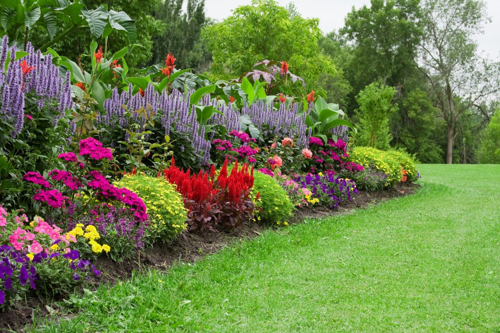Colorful Flower Garden